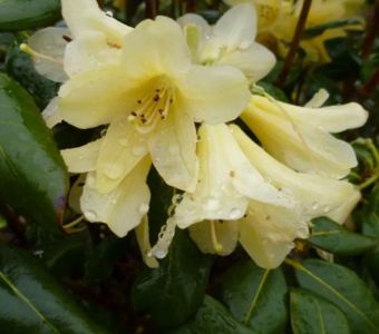Rhododendron ambiguum 'Belinda'